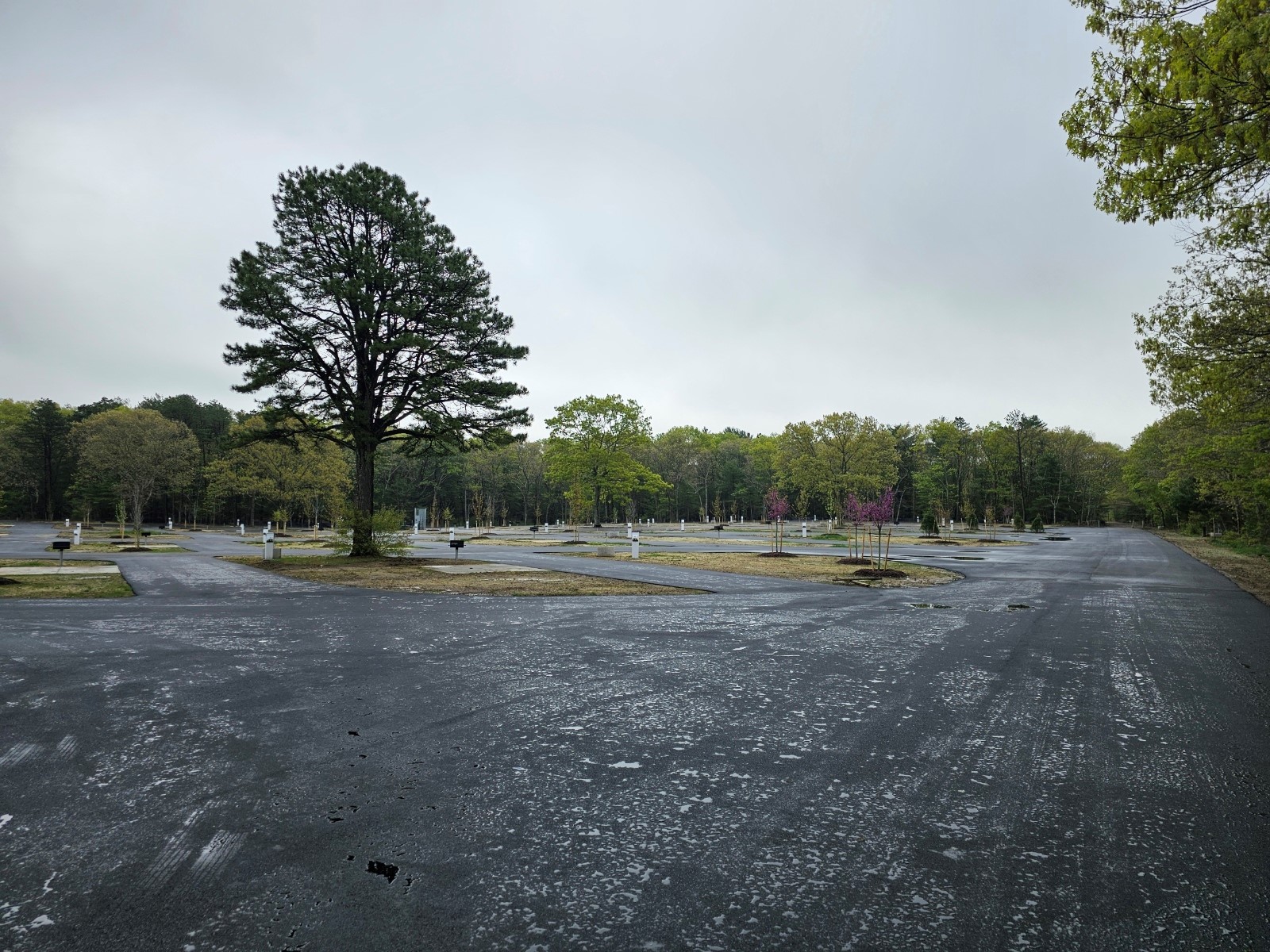 cathedral pines reopening campground 2